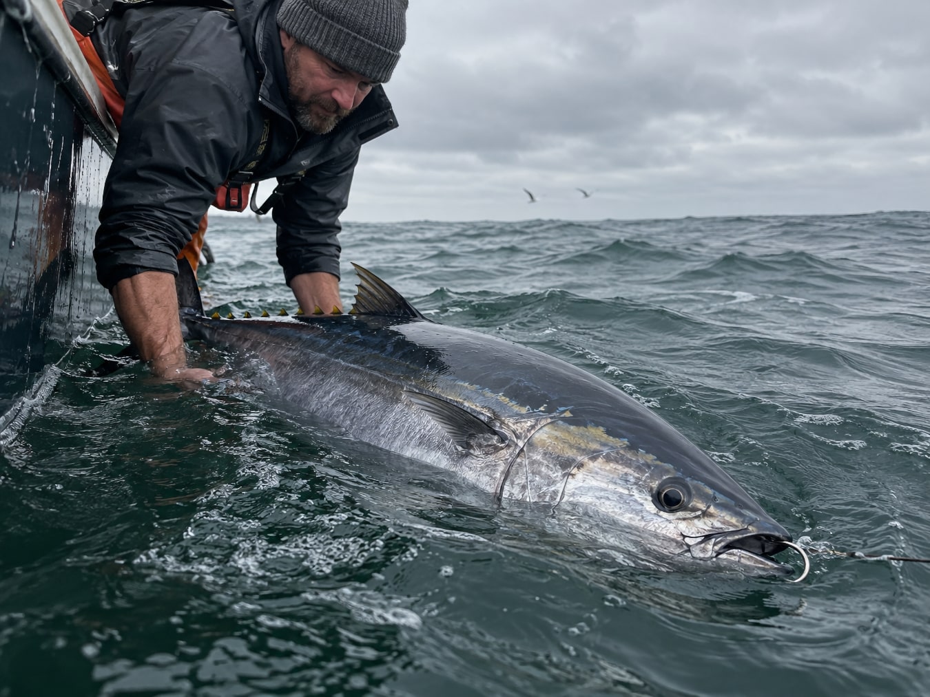 Bluefin tuna held boatside before release on a grey day